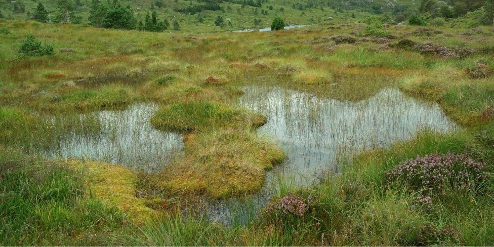 Artificial wetlands